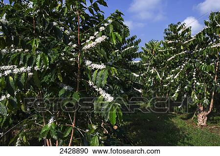 Stock Image - White Kona coffee trees; Holualoa, Big Island, Hawaii, United States of America. Fotosearch