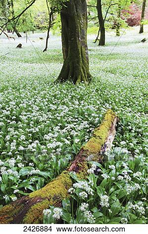 Wild garlic blooming in Killarney National Park; County Kerry, Ireland View Large Photo Image Picture - Wild garlic blooming in Killarney National Park; County Kerry, Ireland. Fotosearch