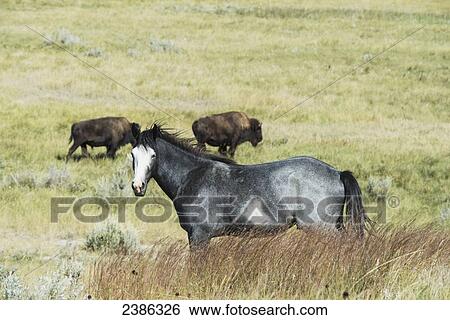 Wild horse and bison in Theodore Roosevelt National Park; North Dakota, United States of America View Large Photo Image Stock Photograph - Wild horse and bison in Theodore Roosevelt National Park; North Dakota, United States of America. Fotosearch