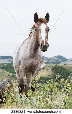 Wild horse in Theodore Roosevelt National Park; North Dakota, United States of America View Large Photo Image Stock Image - Wild horse in Theodore Roosevelt National Park; North Dakota, United States of America. Fotosearch
