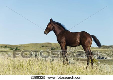 Wild horse in Theodore Roosevelt National Park; North Dakota, United States of America View Large Photo Image Stock Photography - Wild horse in Theodore Roosevelt National Park; North Dakota, United States of America. Fotosearch