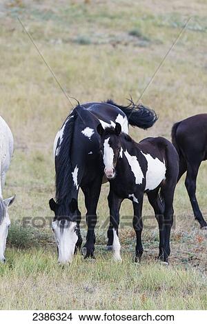 Picture - Wild horses in Theodore Roosevelt National Park; North Dakota, United States of America. Fotosearch