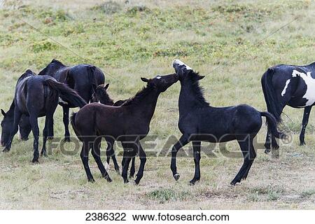 Wild horses in Theodore Roosevelt National Park; North Dakota, United States of America View Large Photo Image Stock Image - Wild horses in Theodore Roosevelt National Park; North Dakota, United States of America. Fotosearch