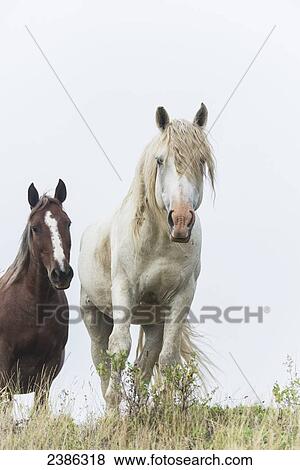 Wild horses in Theodore Roosevelt National Park; North Dakota, United States of America View Large Photo Image Stock Photo - Wild horses in Theodore Roosevelt National Park; North Dakota, United States of America . Fotosearch