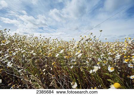 Wildflowers growing in a field; Esperanza, Santa Cruz, Argentina View Large Photo Image Picture - Wildflowers growing in a field; Esperanza, Santa Cruz, Argentina. Fotosearch