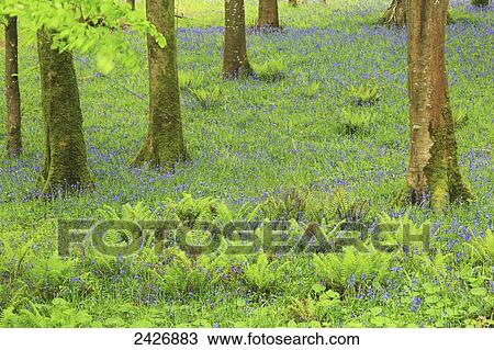 Wildflowers growing in a lush field with trees in Killarney National Park, Killarney; County Kerry, Ireland View Large Photo Image Stock Image - Wildflowers growing in a lush field with trees in Killarney National Park, Killarney; County Kerry, Ireland. Fotosearch