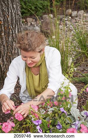 Woman Kneeling Beside Flowers In Garden, Manitoba, Canada View Large Photo Image Stock Photograph - Woman Kneeling Beside Flowers In Garden, Manitoba, Canada. Fotosearch