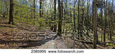 Worn path through a forest in springtime; Plitvice, Croatia View Large Photo Image Stock Photography - Worn path through a forest in springtime; Plitvice, Croatia. Fotosearch