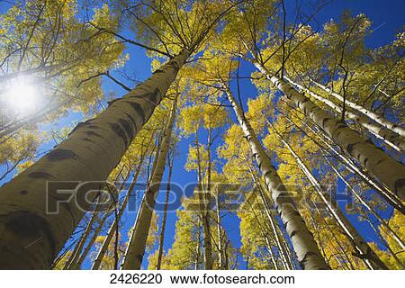 Stock Image - Yellow aspen trees during autumn on Buffalo Pass; Steamboat Springs, Colorado, United States of America. Fotosearch