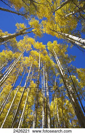 Stock Image - Yellow aspen trees during autumn on Buffalo Pass; Steamboat Springs, Colorado, United States of America. Fotosearch