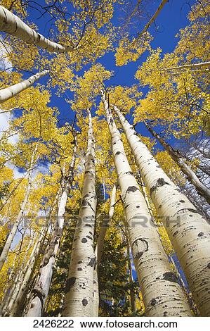 Yellow aspen trees during autumn on Buffalo Pass; Steamboat Springs, Colorado, United States of America View Large Photo Image Stock Image - Yellow aspen trees during autumn on Buffalo Pass; Steamboat Springs, Colorado, United States of America. Fotosearch