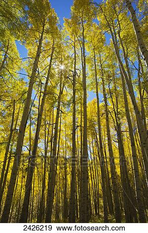 Yellow aspen trees during autumn on Buffalo Pass; Steamboat Springs, Colorado, United States of America View Large Photo Image Stock Photo - Yellow aspen trees during autumn on Buffalo Pass; Steamboat Springs, Colorado, United States of America. Fotosearch