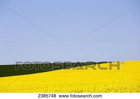 Yellow canola field beside a green field and a blue sky; Scottish Borders, Scotland View Large Photo Image Stock Photo - Yellow canola field beside a green field and a blue sky; Scottish Borders, Scotland. Fotosearch