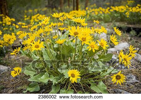 Yellow wildflowers in a forest; British Columbia, Canada View Large Photo Image Stock Image - Yellow wildflowers in a forest; British Columbia, Canada. Fotosearch