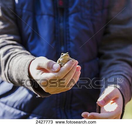 Stock Image - Young boy holding a frog; Langley, British Columbia, Canada. Fotosearch