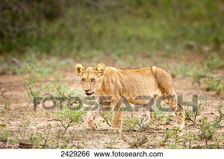 Young lion cub walking at Kruger National Park; South Africa View Large Photo Image Stock Photograph - Young lion cub walking at Kruger National Park; South Africa. Fotosearch