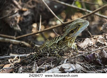 Young lizard; Queensland, Australia View Large Photo Image Stock Photo - Young lizard; Queensland, Australia. Fotosearch