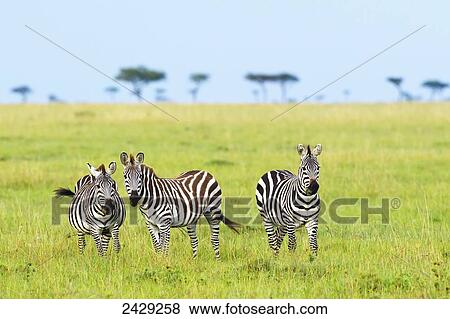 Zebras on the serengeti plains; South Africa View Large Photo Image Stock Photo - Zebras on the serengeti plains; South Africa. Fotosearch