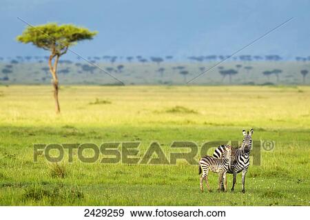 Stock Photo - Zebras on the serengeti plains; South Africa. Fotosearch