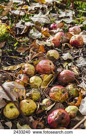 腐る りんご 上に Ground トロント オンタリオ カナダ ストックイメージ Fotosearch