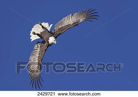 Stock Image - A bald eagle (Haliaeetus leucocephalus) soars against a blue sky on a clear morning, Inside Passage, Admiralty Island, Tongass National Forest; Alaska, United States of America. Fotosearch