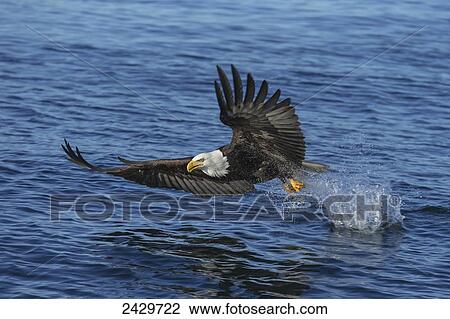 Stock Image - A bald eagle (Haliaeetus leucocephalus) fishes along the shoreline in Southest Alaska; Alaska, United States of America. Fotosearch
