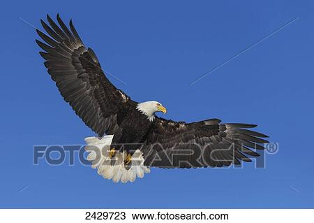 Stock Image - A bald eagle (Haliaeetus leucocephalus) soars against a blue sky on a clear morning, Inside Passage, Admiralty Island, Tongass National Forest; Alaska, United States of America. Fotosearch