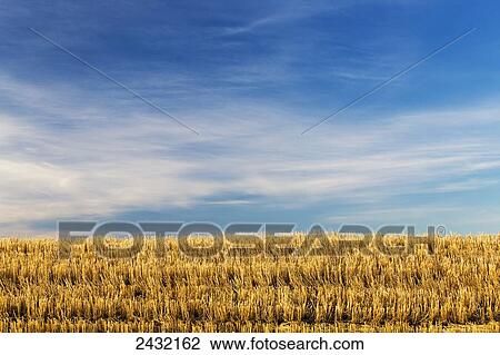 Stock Image - A barley stubble field with blue sky and wispy clouds; Alberta, Canada. Fotosearch