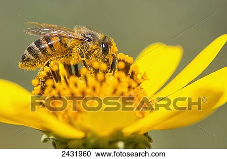 A bee is busy pollenating flowers as it goes about it's job collecting pollen; Bolivia View Large Photo Image Stock Image - A bee is busy pollenating flowers as it goes about it's job collecting pollen; Bolivia. Fotosearch
