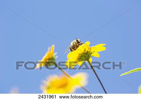 A bee is busy pollenating flowers as it goes about it's job collecting pollen; Bolivia View Large Photo Image Stock Image - A bee is busy pollenating flowers as it goes about it's job collecting pollen; Bolivia. Fotosearch