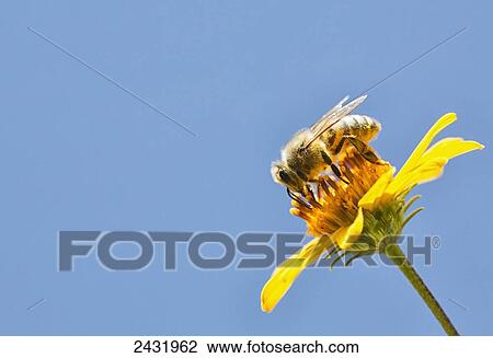 A bee is busy pollenating flowers as it goes about it's job collecting pollen; Bolivia View Large Photo Image Stock Image - A bee is busy pollenating flowers as it goes about it's job collecting pollen; Bolivia. Fotosearch