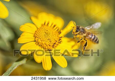 A bee is busy pollenating flowers as it goes about it's job collecting pollen; Bolivia View Large Photo Image Stock Photo - A bee is busy pollenating flowers as it goes about it's job collecting pollen; Bolivia. Fotosearch