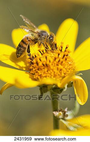 A bee is busy pollenating flowers as it goes about it's job collecting pollen; Bolivia View Large Photo Image Stock Photo - A bee is busy pollenating flowers as it goes about it's job collecting pollen; Bolivia. Fotosearch