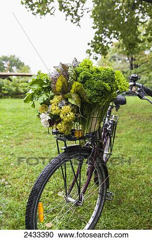 Stock Image - A bicycle basket loaded with fresh vegetables from a farmer's market; Toronto, Ontario, Canada. Fotosearch