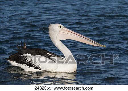 Stock Photography - A bird with black and white plumage and a large bill; Queensland, Australia. Fotosearch