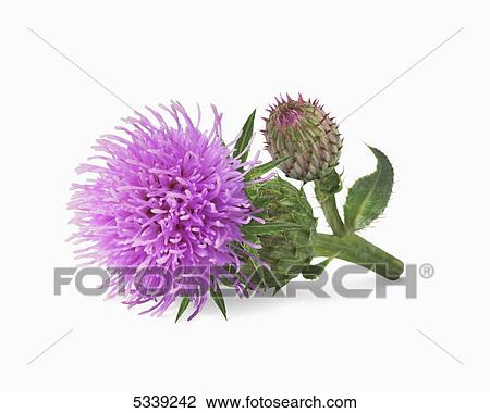 A blossoming purple flower and bud on a stem against a white background View Large Photo Image Stock Image - A blossoming purple flower and bud on a stem against a white background. Fotosearch