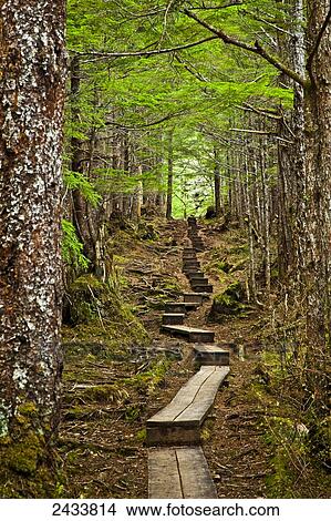 Picture - A boardwalk through the mossy rainforest, Gavan Hill Trail; Sitka, Alaska, United States of America. Fotosearch