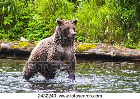Stock Image - A brown bear on the Russian River is looking for salmon to feed on on a summer day in South Central Alaska; Alaska, United States of America. Fotosearch