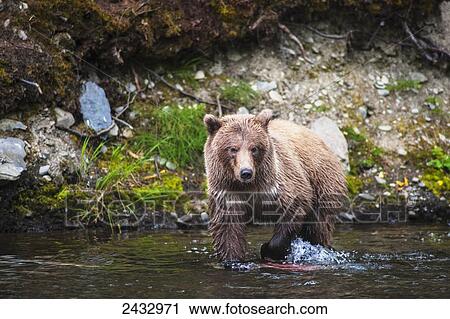 A brown bear on the Russian River is looking for salmon to feed on on a summer day in South Central Alaska; Alaska, United States of America View Large Photo Image Stock Image - A brown bear on the Russian River is looking for salmon to feed on on a summer day in South Central Alaska; Alaska, United States of America. Fotosearch