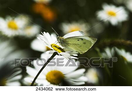 A Cabbage White Butterfly rests on a daisy; Astoria, Oregon, United States of America View Large Photo Image Stock Image - A Cabbage White Butterfly rests on a daisy; Astoria, Oregon, United States of America. Fotosearch
