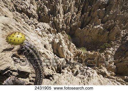 Stock Photography - A cactus and its fruit at the Valley of the Moon; La Paz, Bolivia. Fotosearch