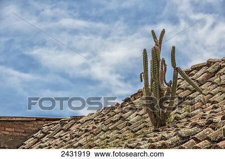 A cactus grows on a tile roof on a house; Tarata, Bolivia View Large Photo Image Stock Photo - A cactus grows on a tile roof on a house; Tarata, Bolivia. Fotosearch
