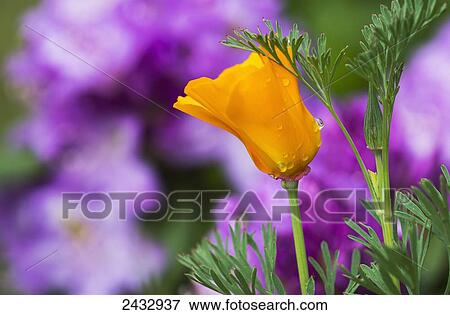 Stock Photo - A California Poppy blooms in a garden; Astoria, Oregon, United States of America. Fotosearch
