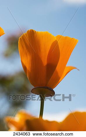 Stock Image - A california poppy (Eschscholzia californica) blooms in a garden against a blue sky; Astoria, Oregon, United States of America. Fotosearch