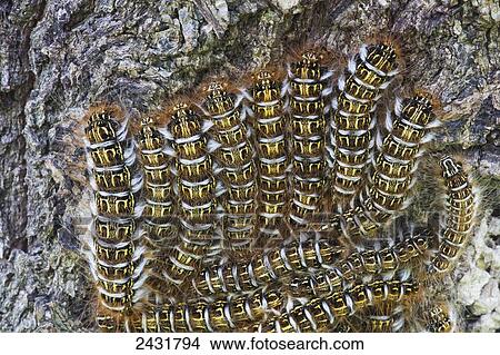 A cluster of catepillars congregate on a tree; Bolivia View Large Photo Image Picture - A cluster of catepillars congregate on a tree; Bolivia. Fotosearch