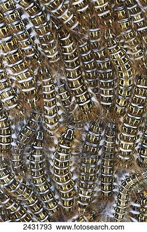 Stock Image - A cluster of catepillars congregate on a tree; Bolivia. Fotosearch