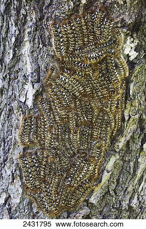 A cluster of catepillars congregate on a tree; Bolivia View Large Photo Image Stock Photography - A cluster of catepillars congregate on a tree; Bolivia. Fotosearch