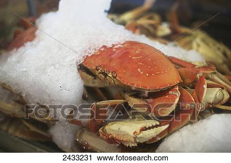 Stock Image - A crab sits on ice in Pier 39 on the San Francisco waterfront; San Francisco, California, United States of America. Fotosearch