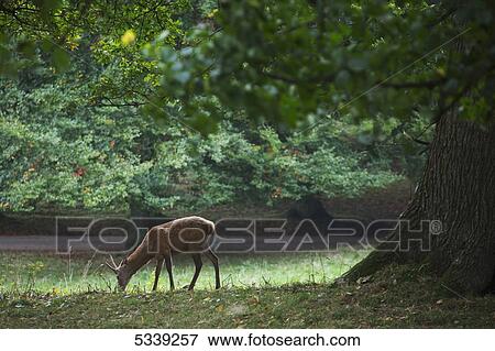 Stock Photo - A deer grazing on the grass under a tree; Yorkshire, England. Fotosearch