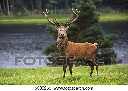 A deer with rack of antlers standing on lush grass at the water's edge; Yorkshire, England View Large Photo Image Stock Photography - A deer with rack of antlers standing on lush grass at the water's edge; Yorkshire, England. Fotosearch
